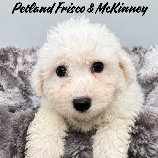 Petland Frisco & Mckinney, Texas Bichon Frise puppy available