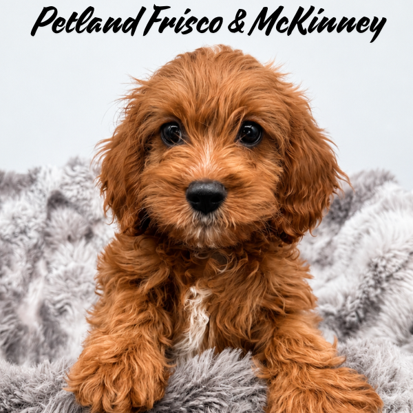 Cavapoo in Allen, TX