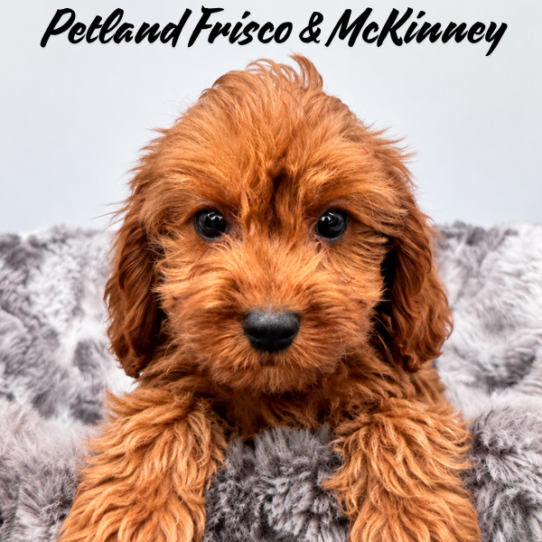 Cavapoo