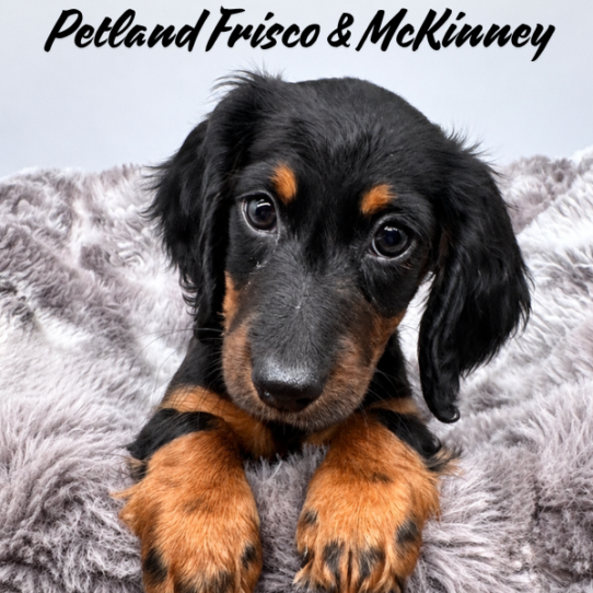 Miniature Dachshund