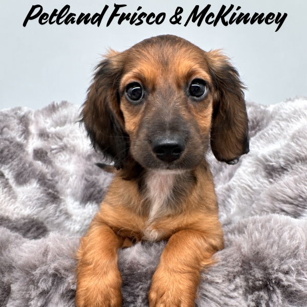 Miniature Dachshund in Allen, TX