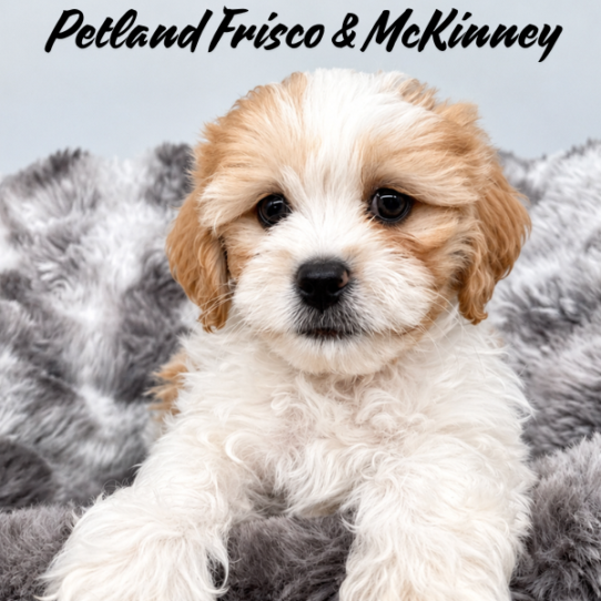 [#N07717] Red Gold M Lhasa poo Puppies for Sale