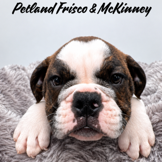 [#2621-11] Brindle / White F Bulldog/Bulldog Mini Puppies for Sale