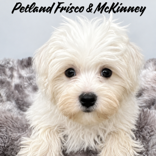 Petland Frisco & Mckinney, Texas Maltese puppy available