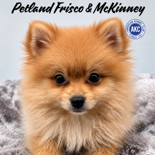 [#N06805] Cream Sable M Pomeranian Puppies for Sale