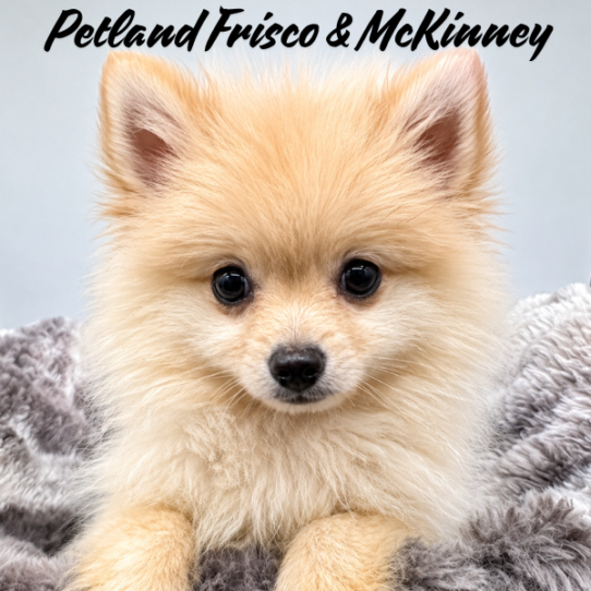 [#N09209] Cream M Pomeranian Puppies for Sale