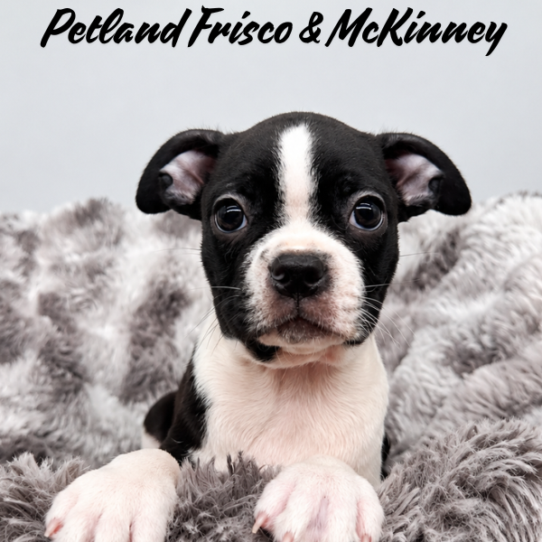 Petland Frisco & Mckinney, Texas Boston Terrier puppy available