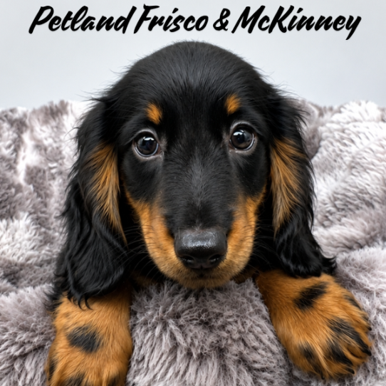 [#N06915] Black and Tan M Dachshund Puppies for Sale