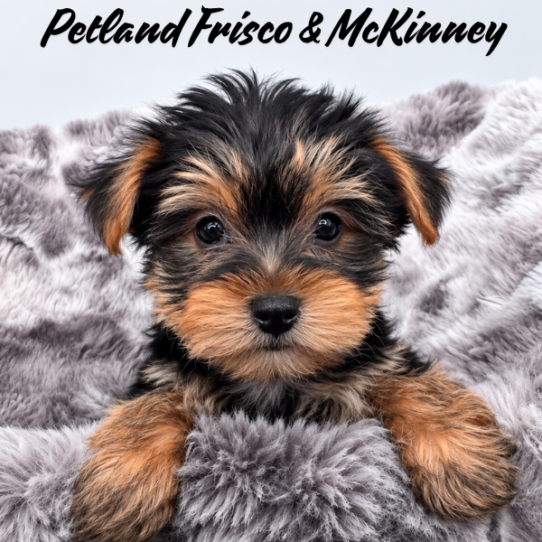 Yorkshire Terrier