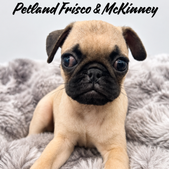 [#N08103] Fawn M Pug Puppies for Sale