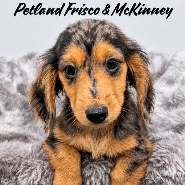 Miniature Dachshund in Aubrey, TX