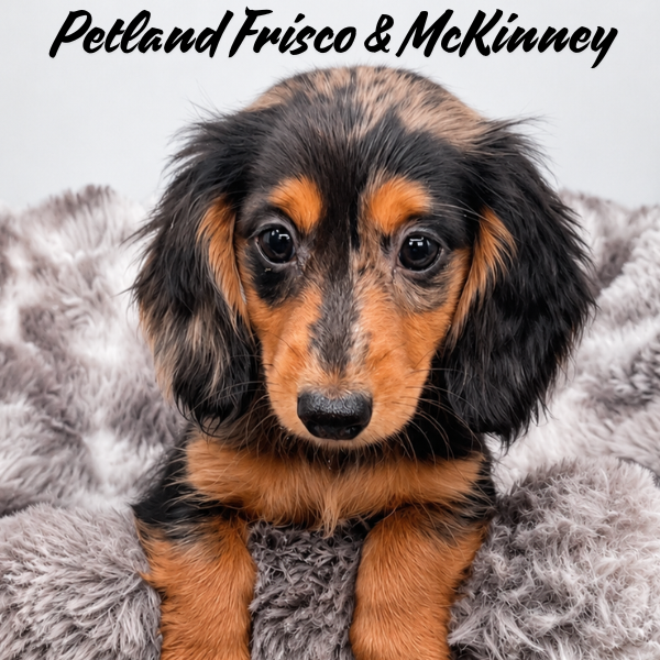 Miniature Dachshund in Aubrey, TX