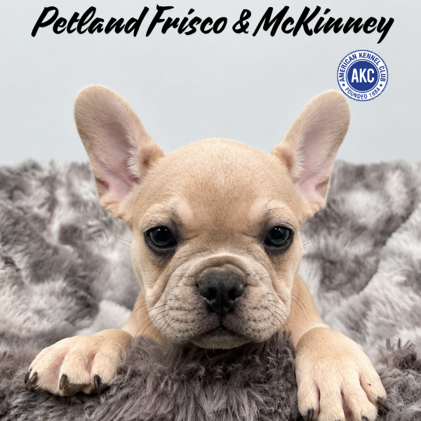 French Bulldog in Aubrey, TX