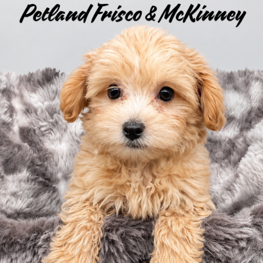 [#26341-02] F Maltipoo Puppies for Sale