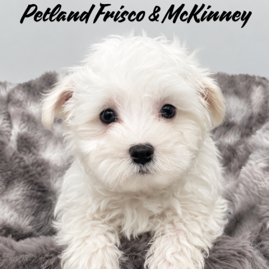 Petland Frisco & Mckinney, Texas Maltipoo puppy available