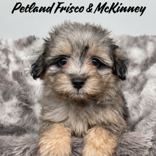 [#26342-05] F PomAPoo Puppies for Sale
