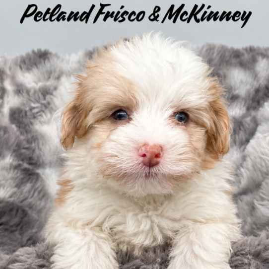 [#26342-01] M PomAPoo Puppies for Sale