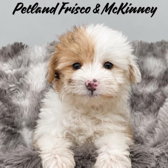 [#26342-08] F PomAPoo Puppies for Sale