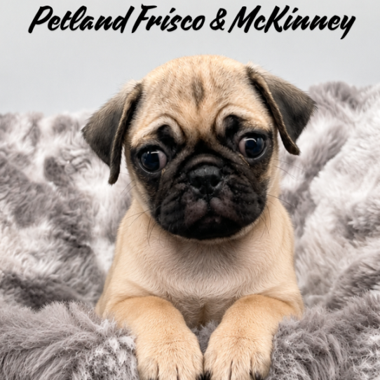 [#N08105] Fawn M Pug Puppies for Sale