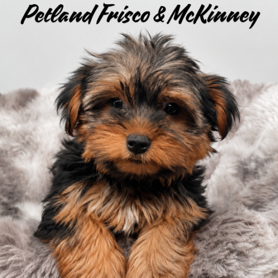 Petland Frisco & Mckinney, Texas Yorkshire Terrier puppy available