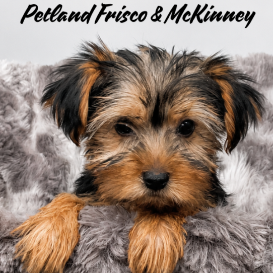 Petland Frisco & Mckinney, Texas Yorkshire Terrier puppy available
