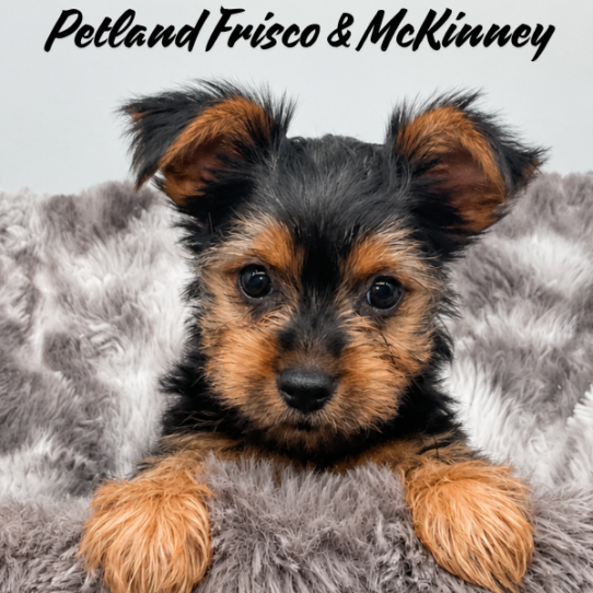 Petland Frisco & Mckinney, Texas Yorkshire Terrier puppy available