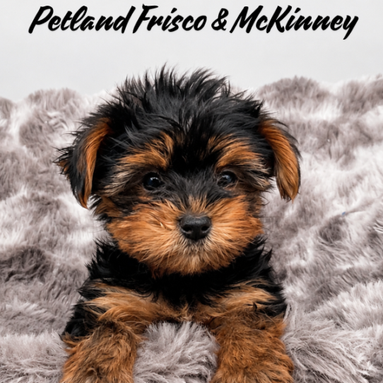 [#26339-02] F Yorkshire Terrier Puppies for Sale