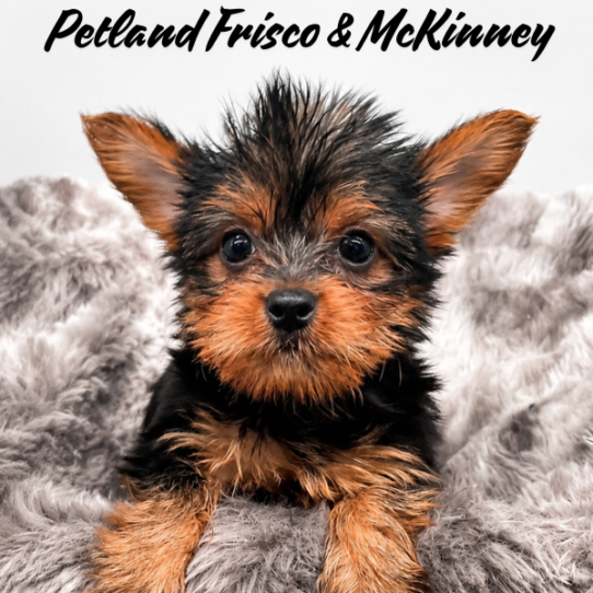[#26339-01] F Yorkshire Terrier Puppies for Sale