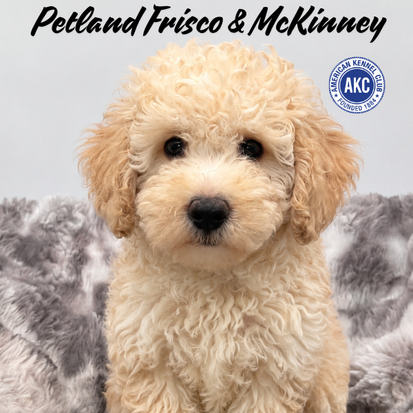 Miniature Poodle in Aubrey, TX