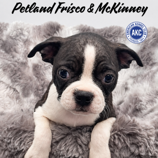 Petland Frisco & Mckinney, Texas Boston Terrier puppy available