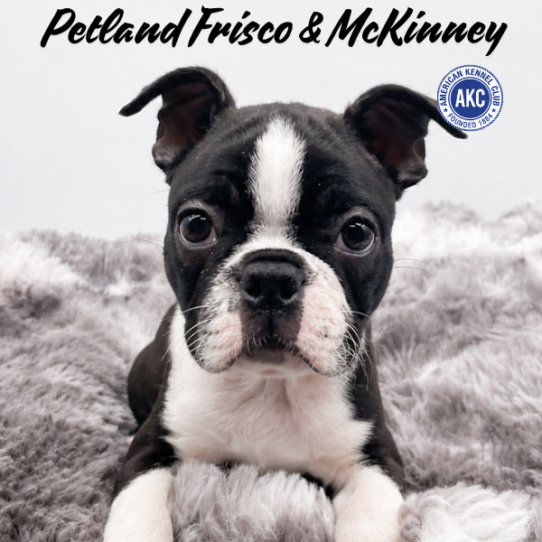 Petland Frisco & Mckinney, Texas Boston Terrier puppy available