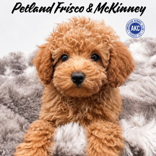 [#261510-03] Cream F Poodle Mini Puppies for Sale