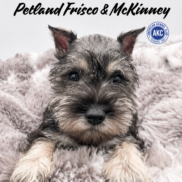 Miniature Schnauzer in Aubrey, TX