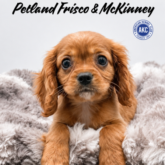 Petland Frisco & Mckinney, Texas Cavalier King Charles Spaniel puppy available