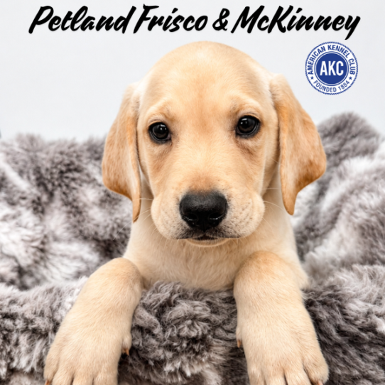[#N07580] Yellow M Labrador Retriever Puppies for Sale