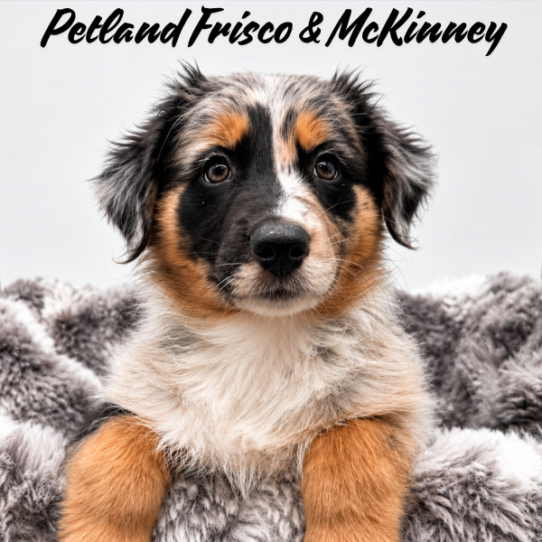 [#N07745] Blue Merle White and Tan F Australian Shepherd Puppies for Sale