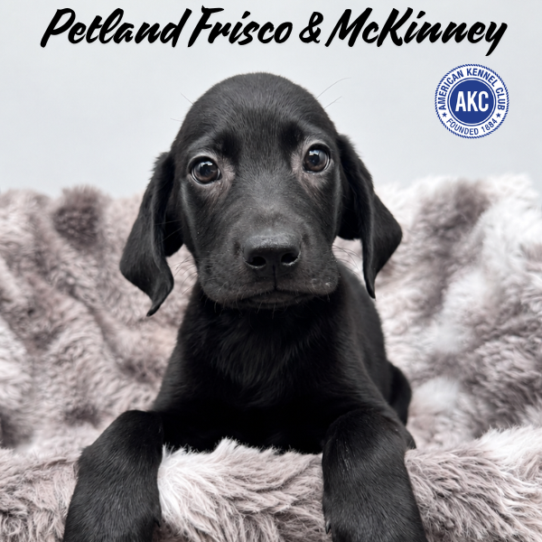 [#N07578] Black M Labrador Retriever Puppies for Sale