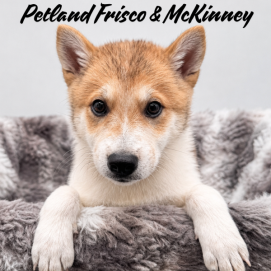 [#N07483] Red and White M Imo-Inu Puppies for Sale