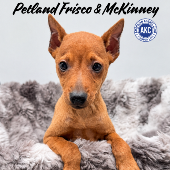 [#N07645] Red F Miniature Pinscher Puppies for Sale