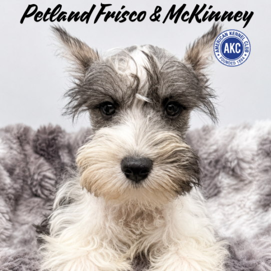[#N06777] Salt and Pepper F Miniature Schnauzer Puppies for Sale