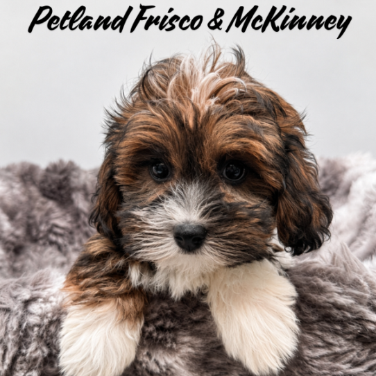 [#N07276] Gold Sable F Havanese Puppies for Sale