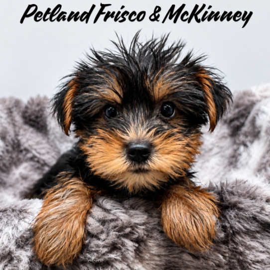 [#N07986] Black and Tan F Yorkshire Terrier Puppies for Sale