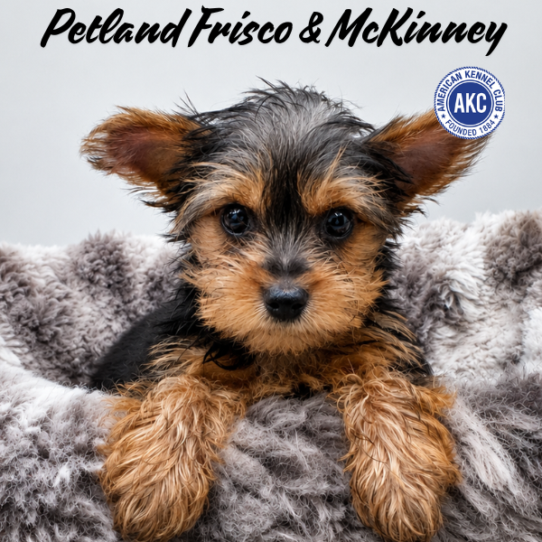 [#N08190] Black and Tan F Yorkshire Terrier Puppies for Sale