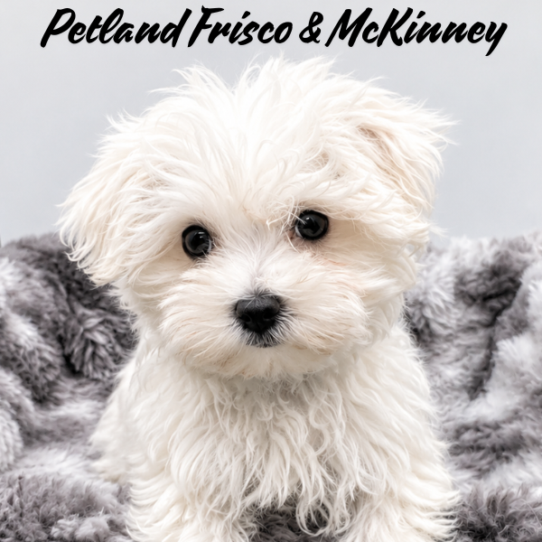 [#N07700] White F Maltese Puppies for Sale