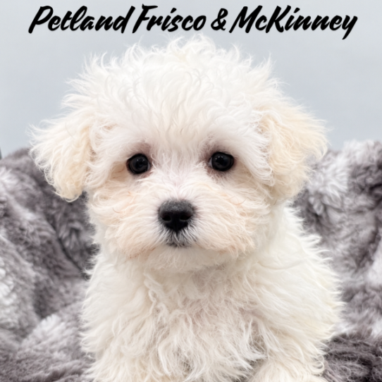 [#N08132] White M Maltese Puppies for Sale