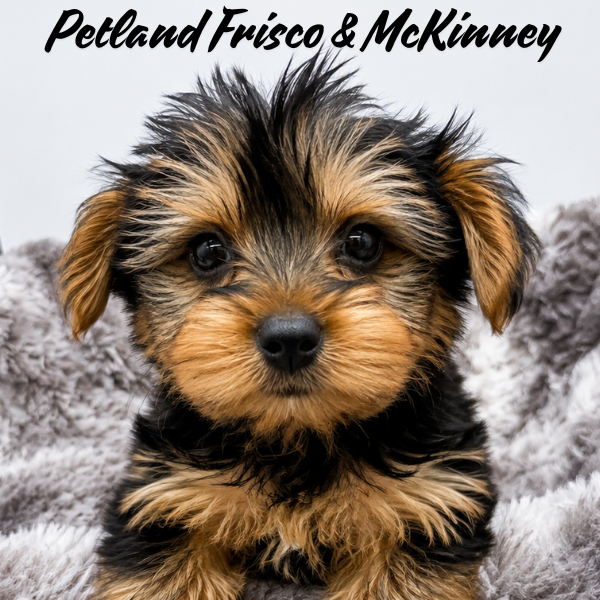 Yorkshire Terrier in Dallas, TX