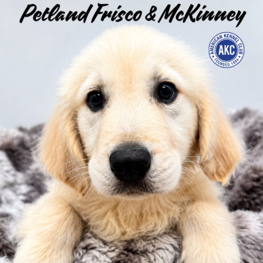 [#261668-03] Light Golden M Golden Retriever Puppies for Sale