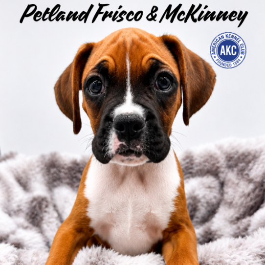 [#261775-01] Fawn / White M Boxer Puppies for Sale
