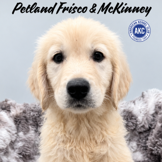[#261668-06] Light Golden F Golden Retriever Puppies for Sale