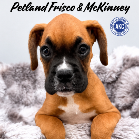 [#261775-07] Fawn / White M Boxer Puppies for Sale
